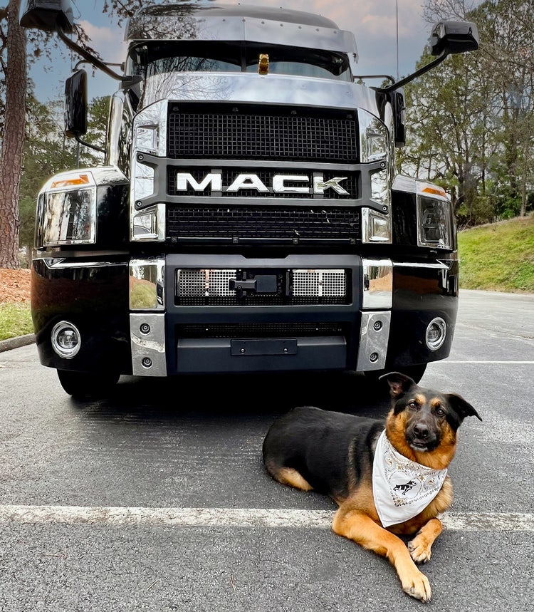 A dog lying on the ground next to a truck Description automatically generated